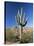 Saguaro Cactus (Cereus Giganteus), Saguaro National Park (West), Tucson, Arizona, USA-Ruth Tomlinson-Stretched Canvas