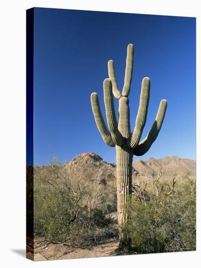 Saguaro Cactus (Cereus Giganteus), Saguaro National Park (West), Tucson, Arizona, USA-Ruth Tomlinson-Stretched Canvas