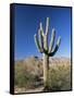 Saguaro Cactus (Cereus Giganteus), Saguaro National Park (West), Tucson, Arizona, USA-Ruth Tomlinson-Framed Stretched Canvas