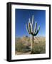 Saguaro Cactus (Cereus Giganteus), Saguaro National Park (West), Tucson, Arizona, USA-Ruth Tomlinson-Framed Photographic Print