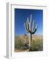 Saguaro Cactus (Cereus Giganteus), Saguaro National Park (West), Tucson, Arizona, USA-Ruth Tomlinson-Framed Photographic Print
