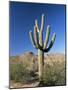 Saguaro Cactus (Cereus Giganteus), Saguaro National Park (West), Tucson, Arizona, USA-Ruth Tomlinson-Mounted Photographic Print