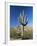 Saguaro Cactus (Cereus Giganteus), Saguaro National Park (West), Tucson, Arizona, USA-Ruth Tomlinson-Framed Photographic Print