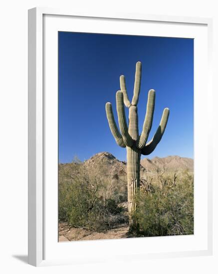 Saguaro Cactus (Cereus Giganteus), Saguaro National Park (West), Tucson, Arizona, USA-Ruth Tomlinson-Framed Photographic Print