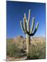 Saguaro Cactus (Cereus Giganteus), Saguaro National Park (West), Tucson, Arizona, USA-Ruth Tomlinson-Mounted Photographic Print