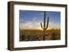 Saguaro Cactus Dominate the Landscape at Saguaro National Park in Tucson, Arizona, Usa-Chuck Haney-Framed Photographic Print