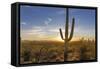 Saguaro Cactus Dominate the Landscape at Saguaro National Park in Tucson, Arizona, Usa-Chuck Haney-Framed Stretched Canvas
