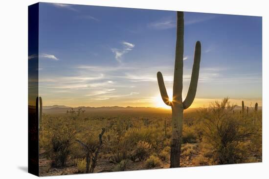 Saguaro Cactus Dominate the Landscape at Saguaro National Park in Tucson, Arizona, Usa-Chuck Haney-Stretched Canvas