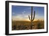 Saguaro Cactus Dominate the Landscape at Saguaro National Park in Tucson, Arizona, Usa-Chuck Haney-Framed Photographic Print