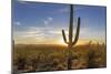 Saguaro Cactus Dominate the Landscape at Saguaro National Park in Tucson, Arizona, Usa-Chuck Haney-Mounted Photographic Print