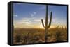 Saguaro Cactus Dominate the Landscape at Saguaro National Park in Tucson, Arizona, Usa-Chuck Haney-Framed Stretched Canvas