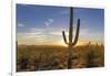 Saguaro Cactus Dominate the Landscape at Saguaro National Park in Tucson, Arizona, Usa-Chuck Haney-Framed Photographic Print