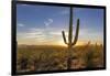 Saguaro Cactus Dominate the Landscape at Saguaro National Park in Tucson, Arizona, Usa-Chuck Haney-Framed Photographic Print