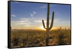 Saguaro Cactus Dominate the Landscape at Saguaro National Park in Tucson, Arizona, Usa-Chuck Haney-Framed Stretched Canvas