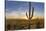 Saguaro Cactus Dominate the Landscape at Saguaro National Park in Tucson, Arizona, Usa-Chuck Haney-Stretched Canvas