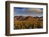 Saguaro Cactus Dominate the Landscape at Saguaro National Park in Tucson, Arizona, Usa-Chuck Haney-Framed Photographic Print