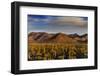 Saguaro Cactus Dominate the Landscape at Saguaro National Park in Tucson, Arizona, Usa-Chuck Haney-Framed Photographic Print