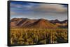 Saguaro Cactus Dominate the Landscape at Saguaro National Park in Tucson, Arizona, Usa-Chuck Haney-Framed Stretched Canvas