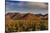 Saguaro Cactus Dominate the Landscape at Saguaro National Park in Tucson, Arizona, Usa-Chuck Haney-Stretched Canvas