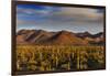 Saguaro Cactus Dominate the Landscape at Saguaro National Park in Tucson, Arizona, Usa-Chuck Haney-Framed Photographic Print