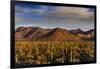 Saguaro Cactus Dominate the Landscape at Saguaro National Park in Tucson, Arizona, Usa-Chuck Haney-Framed Photographic Print