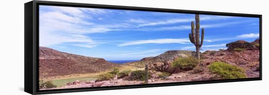 Saguaro Cactus in Arid Area, El Embudo, Isla Partida, La Paz, Baja California Sur, Mexico-null-Framed Stretched Canvas