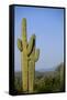 Saguaro Cactus in Desert-DLILLC-Framed Stretched Canvas