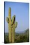 Saguaro Cactus in Desert-DLILLC-Stretched Canvas