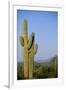 Saguaro Cactus in Desert-DLILLC-Framed Premium Photographic Print