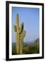 Saguaro Cactus in Desert-DLILLC-Framed Premium Photographic Print