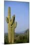 Saguaro Cactus in Desert-DLILLC-Mounted Premium Photographic Print