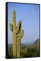 Saguaro Cactus in Desert-DLILLC-Framed Stretched Canvas