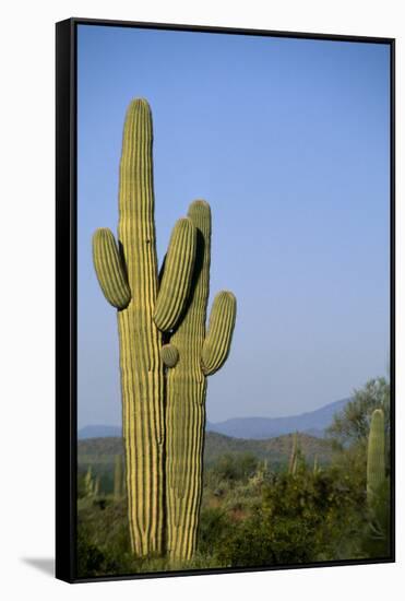 Saguaro Cactus in Desert-DLILLC-Framed Stretched Canvas