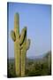 Saguaro Cactus in Desert-DLILLC-Stretched Canvas