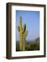 Saguaro Cactus in Desert-DLILLC-Framed Photographic Print