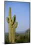 Saguaro Cactus in Desert-DLILLC-Mounted Photographic Print