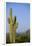 Saguaro Cactus in Desert-DLILLC-Framed Photographic Print