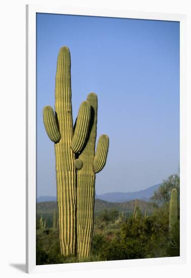 Saguaro Cactus in Desert-DLILLC-Framed Photographic Print