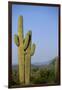 Saguaro Cactus in Desert-DLILLC-Framed Photographic Print