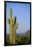 Saguaro Cactus in Desert-DLILLC-Framed Photographic Print