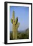 Saguaro Cactus in Desert-DLILLC-Framed Photographic Print