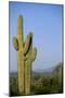 Saguaro Cactus in Desert-DLILLC-Mounted Photographic Print