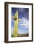 Saguaro Cactus in Desert-Nosnibor137-Framed Photographic Print