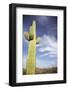 Saguaro Cactus in Desert-Nosnibor137-Framed Photographic Print