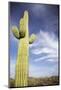 Saguaro Cactus in Desert-Nosnibor137-Mounted Photographic Print