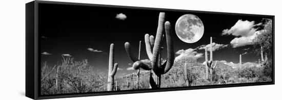 Saguaro cactus in moonlight at Saguaro National Park, Tucson, Arizona, USA-null-Framed Stretched Canvas