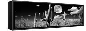 Saguaro cactus in moonlight at Saguaro National Park, Tucson, Arizona, USA-null-Framed Stretched Canvas