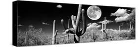 Saguaro cactus in moonlight at Saguaro National Park, Tucson, Arizona, USA-null-Stretched Canvas