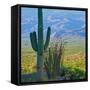 Saguaro Cactus in Saguaro National Park, Arizona,USA-Anna Miller-Framed Stretched Canvas
