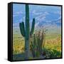 Saguaro Cactus in Saguaro National Park, Arizona,USA-Anna Miller-Framed Stretched Canvas